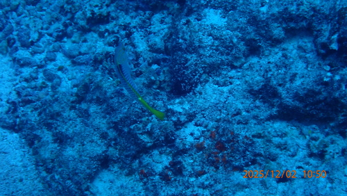 Halichoeres hortulanus
