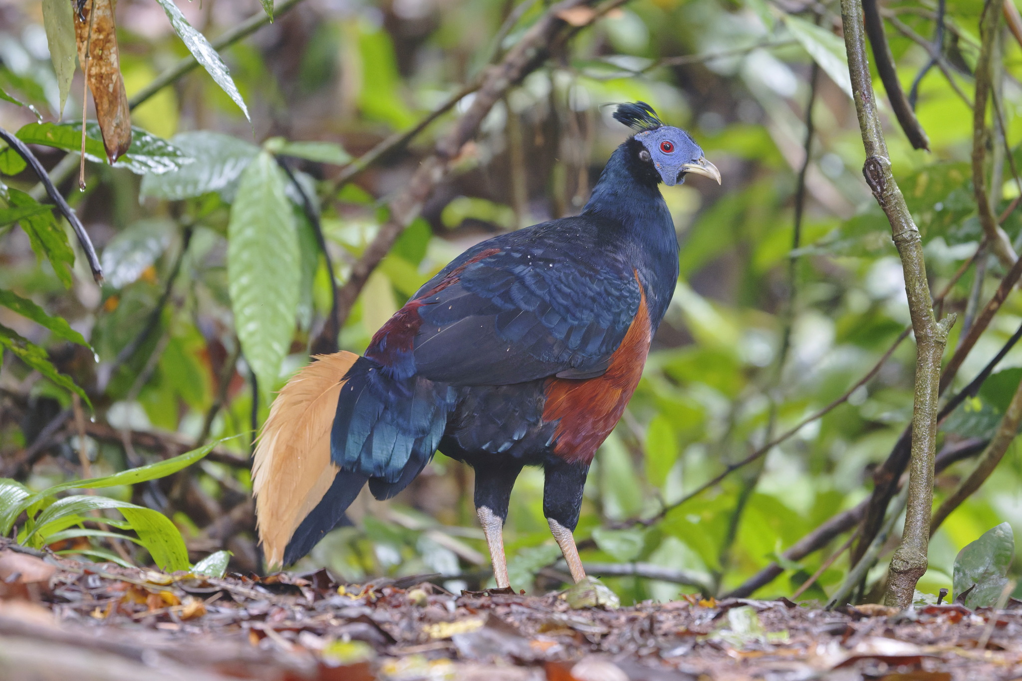 Bornean Crested Fireback