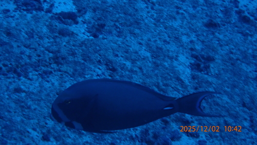 Acanthurus leucocheilus