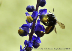 Megachile amparo
