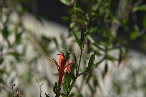 Unknown species found near Louisiana, US