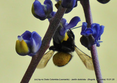 Megachile amparo