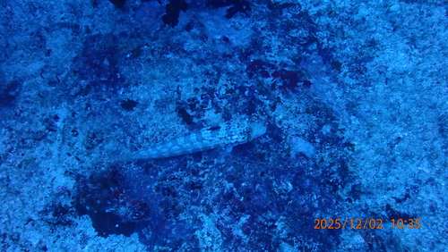Parapercis signata observed 2025-12-02