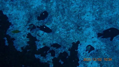 Dascyllus trimaculatus