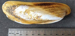 Modiolus rectus