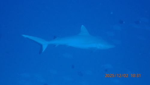 Carcharhinus amblyrhynchos
