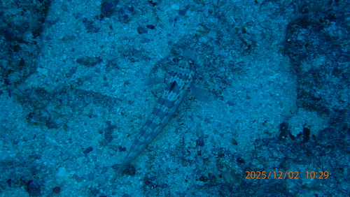 Parapercis signata observed 2025-12-02