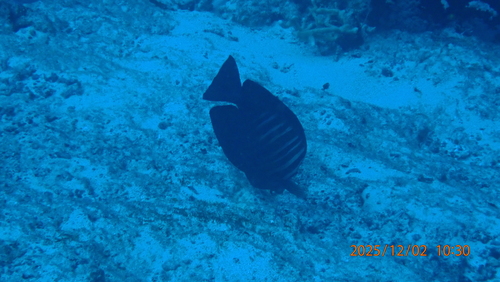 Zebrasoma desjardinii