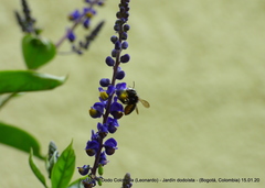 Megachile amparo