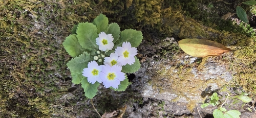 Bird-eye primrose