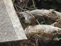 Montecincla fairbanki
