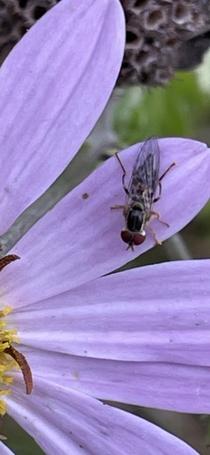 Unknown species found near Big Hollow Rd, Starksboro, VT, US