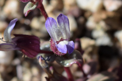 Collinsia callosa
