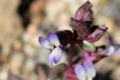 Collinsia callosa