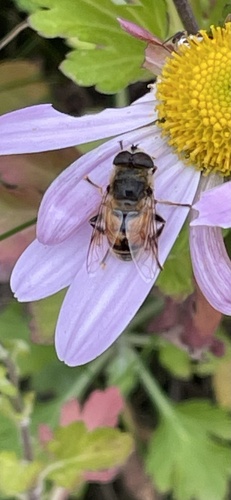 Unknown species found near Big Hollow Rd, Starksboro, VT, US