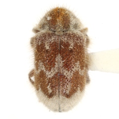 Trichodesma pulchella