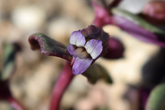 Collinsia callosa