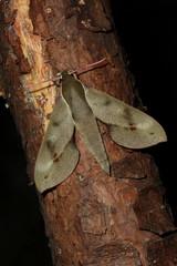 Xylophanes rhodocera