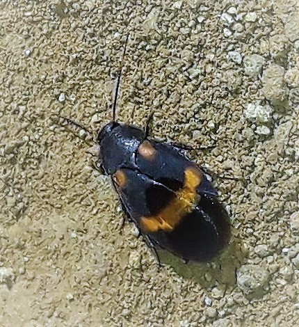aztec hairy cockroach