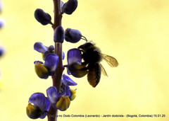 Megachile amparo