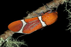 Westindia haxairei