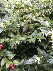 Sarcococca ruscifolia