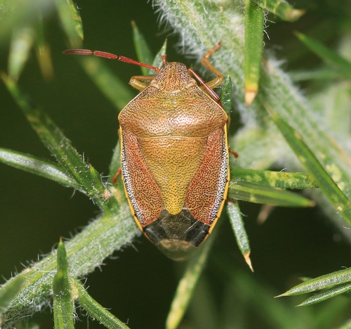 Gorse Shield Bug