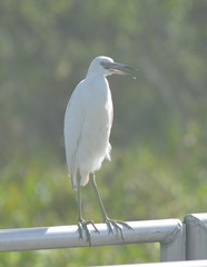 Egretta caerulea