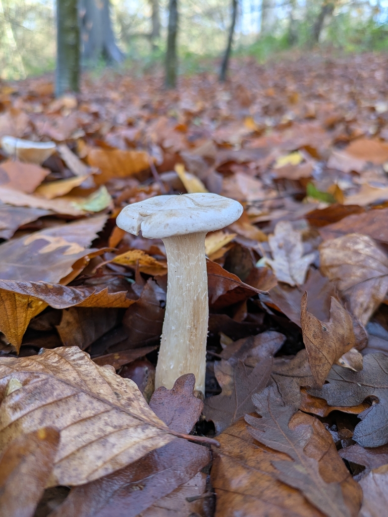 Infundibulicybe geotropa · December 2025 · photo: © dpanchaud (iNaturalist, cc-by)