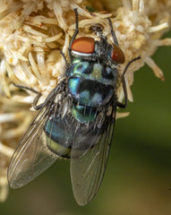 Chrysomya chloropyga