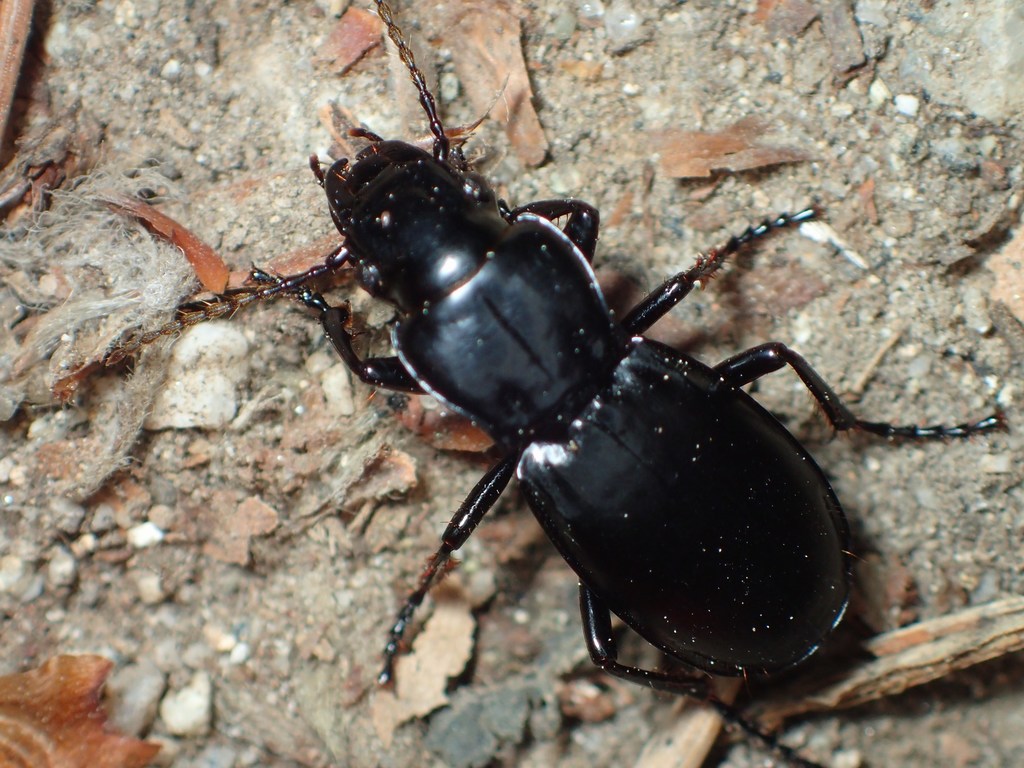 Percus