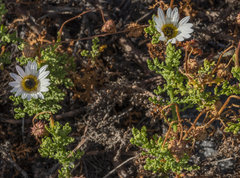 Arctotis aspera aspera