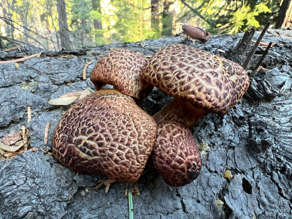Gymnopilus luteofolius · December 2025 · photo: © rynaturalist (iNaturalist, cc-by)