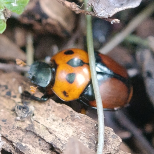 Canthon quinquemaculatus