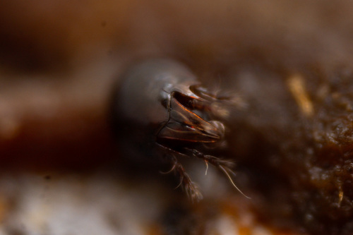 Achipteria coleoptrata