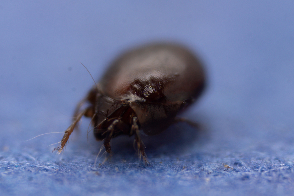 Humerobates rostrolamellatus