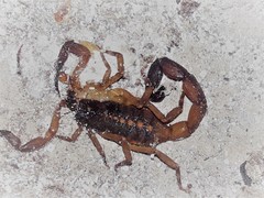 Centruroides gracilis