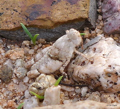 Cibolacris parviceps