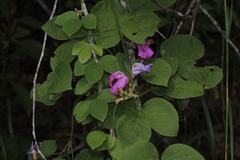 Canavalia septentrionalis