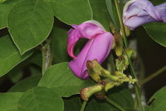 Canavalia septentrionalis