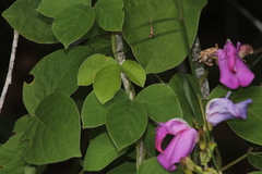 Canavalia septentrionalis