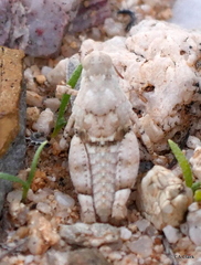 Cibolacris parviceps