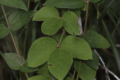 Canavalia septentrionalis