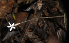 Voyria tenella