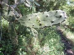 Opuntia dejecta