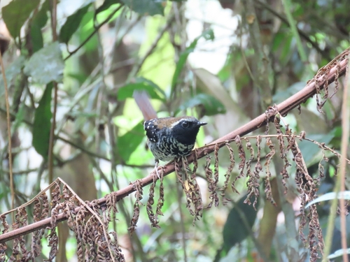 Squamate Antbird (Myrmoderus squamosus), photo 7