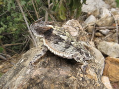 Phrynosoma taurus