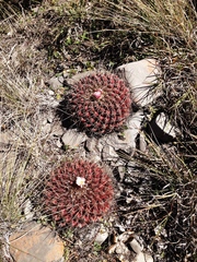 Thelocactus rinconensis