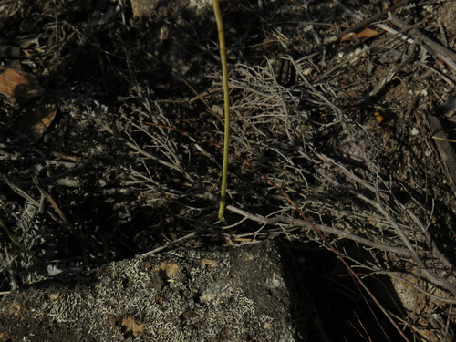 Image of Ornithogalum hispidum by (c) Jeremy Gilmore, some rights reserved (CC BY)