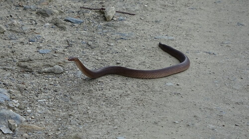 Photo of a Buru Short-tailed Snake (Brachyorrhos gastrotaenius)